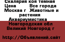 Скалярия коя темная › Цена ­ 50 - Все города, Москва г. Животные и растения » Аквариумистика   . Новгородская обл.,Великий Новгород г.